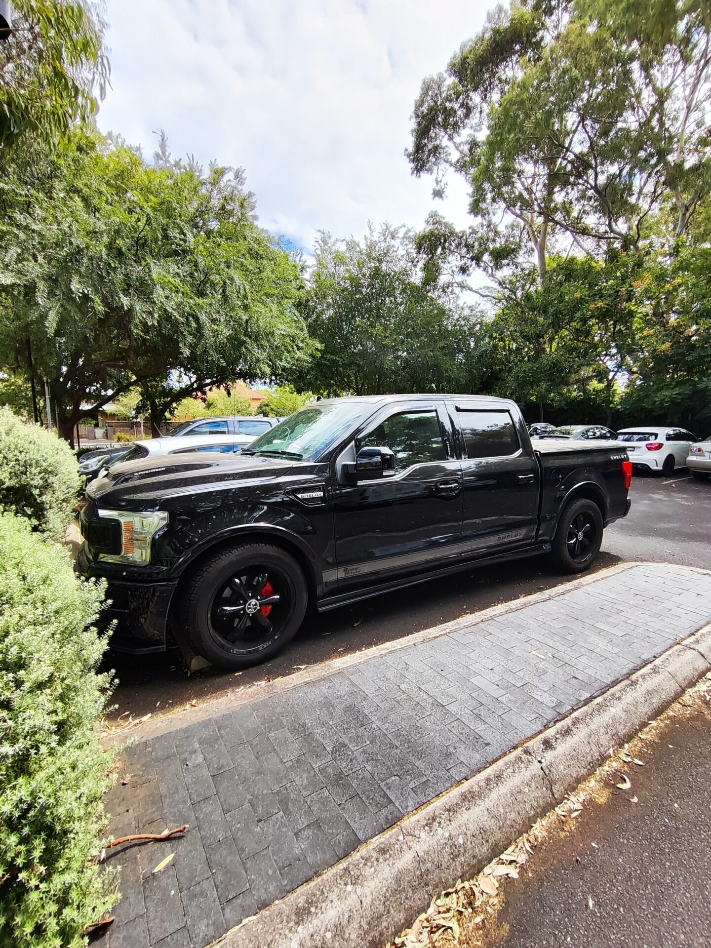 New love Shelby